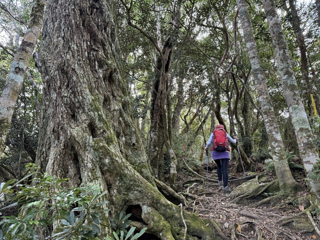塔曼山 連走 拉拉山森林遊樂區 O繞 20251011封面圖