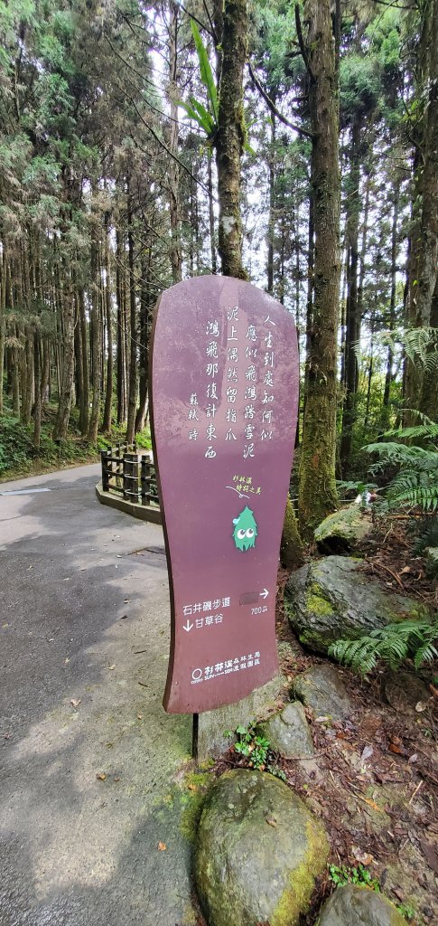 2023-01-01杉林溪青龍蕨類步道(青龍瀑布)、松瀧岩瀑布及天地眼步道_1978838