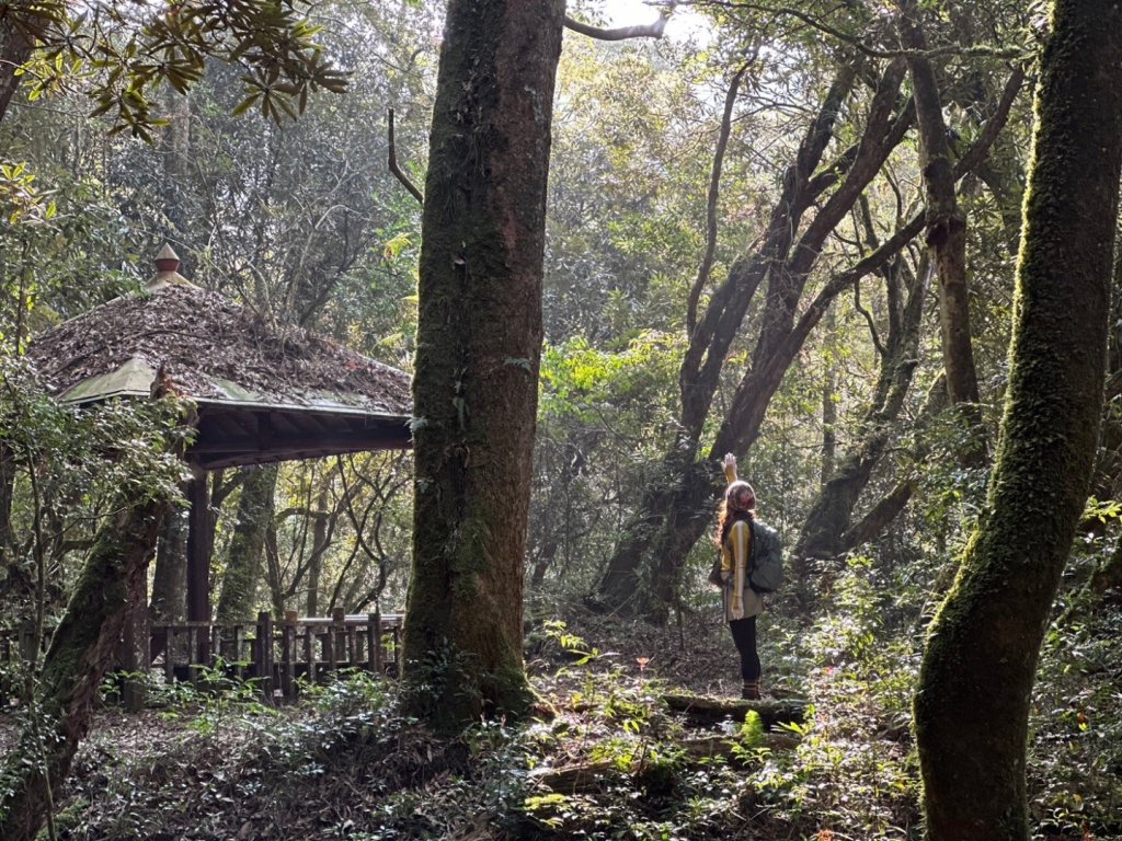 金柑樹山 杉林溪森林遊樂區封面圖