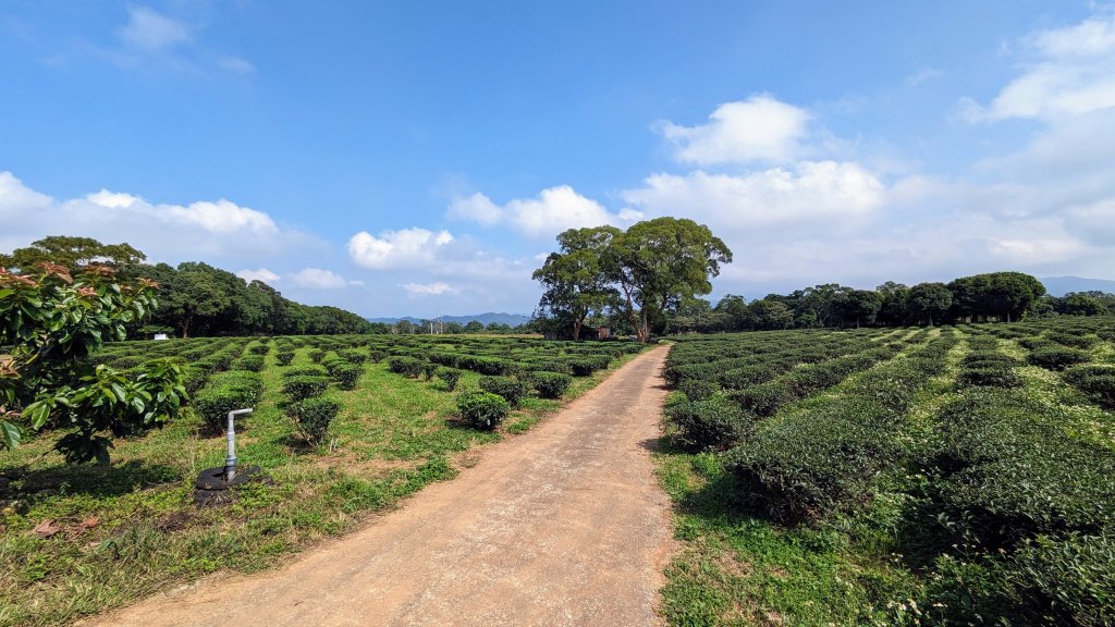 挑炭古道,慈濟茶園_2331809