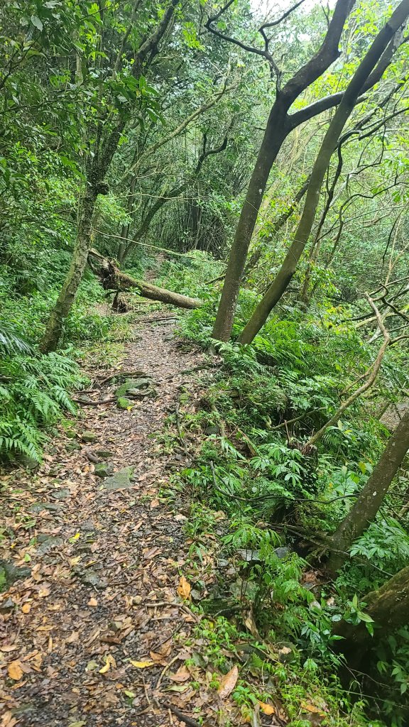 2025-01232淡蘭古道北二段(燦光寮古道到澳底)_2696565