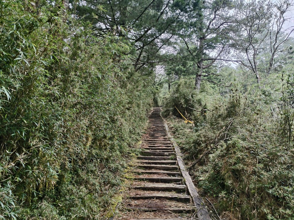 [玉山尋寶任務-08/12] 2025_0824 鹿林山步道_鹿林山_2870882