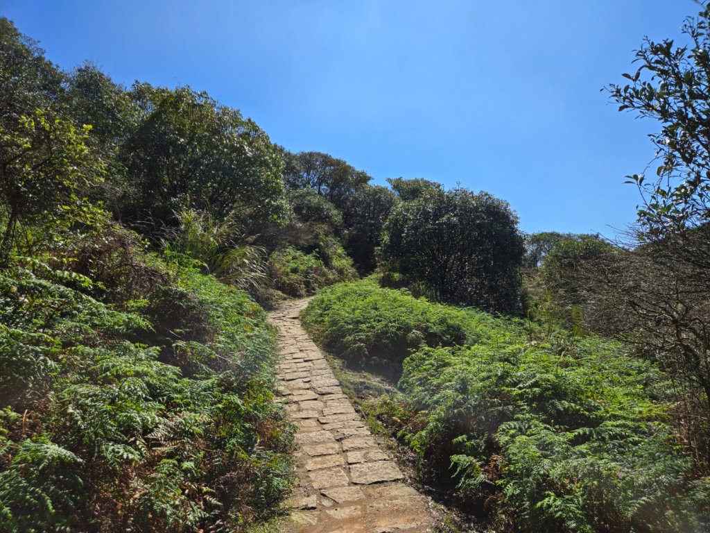 擎天崗環形步道_2722274