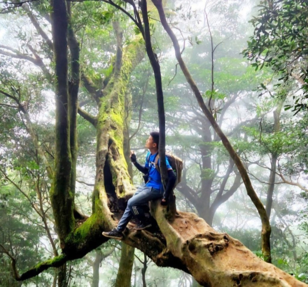 【中級山 】北得拉曼巨木步道，連走內鳥嘴山_2742197