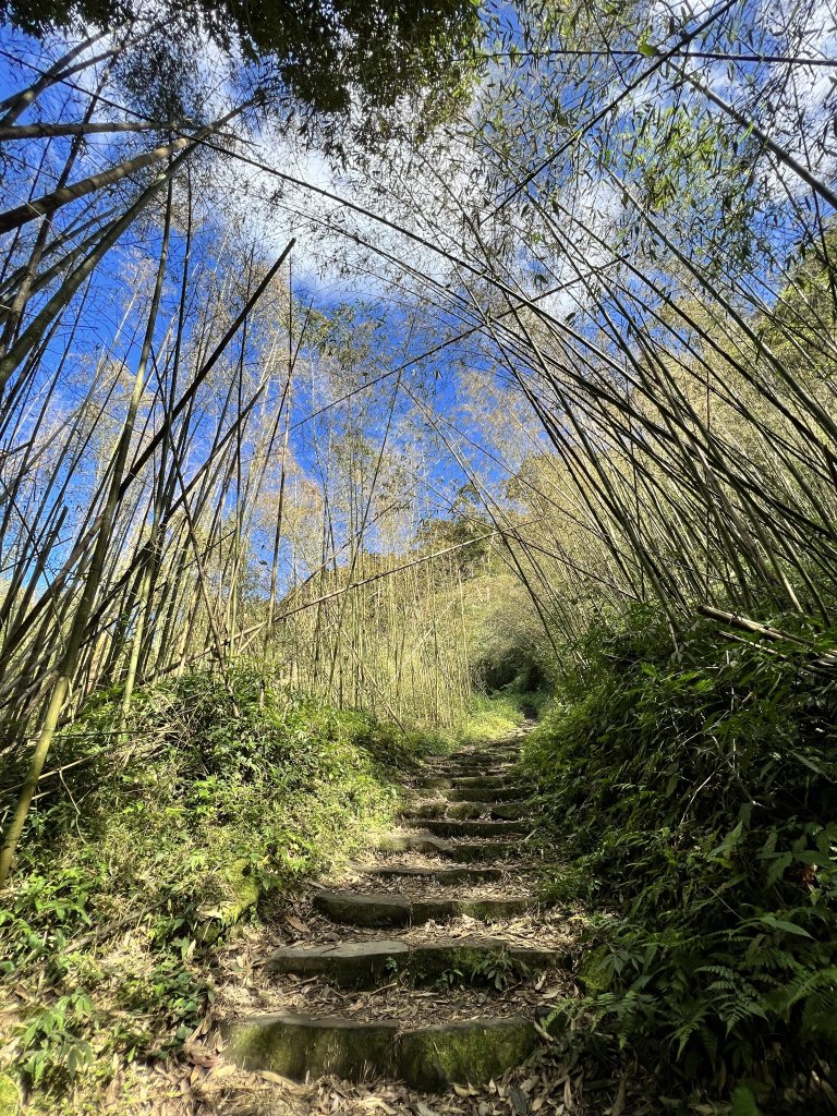 奮起湖大凍山森林浴_1769846