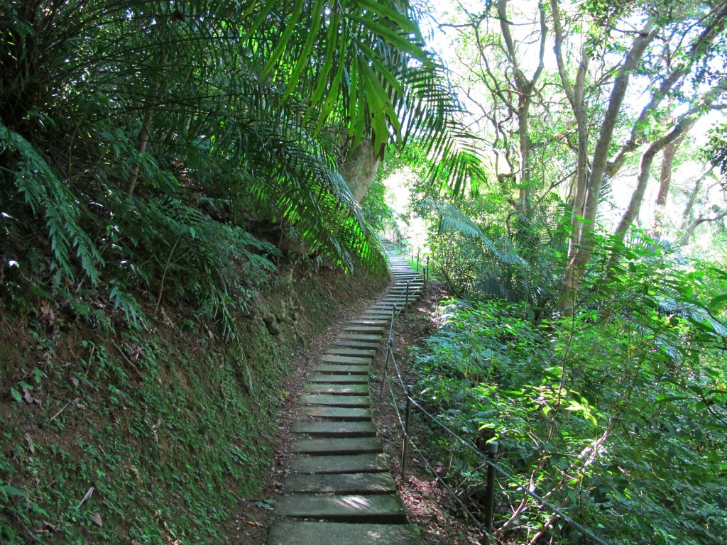 全台灣僅存低海拔亞熱帶雨林大板根森林封面圖