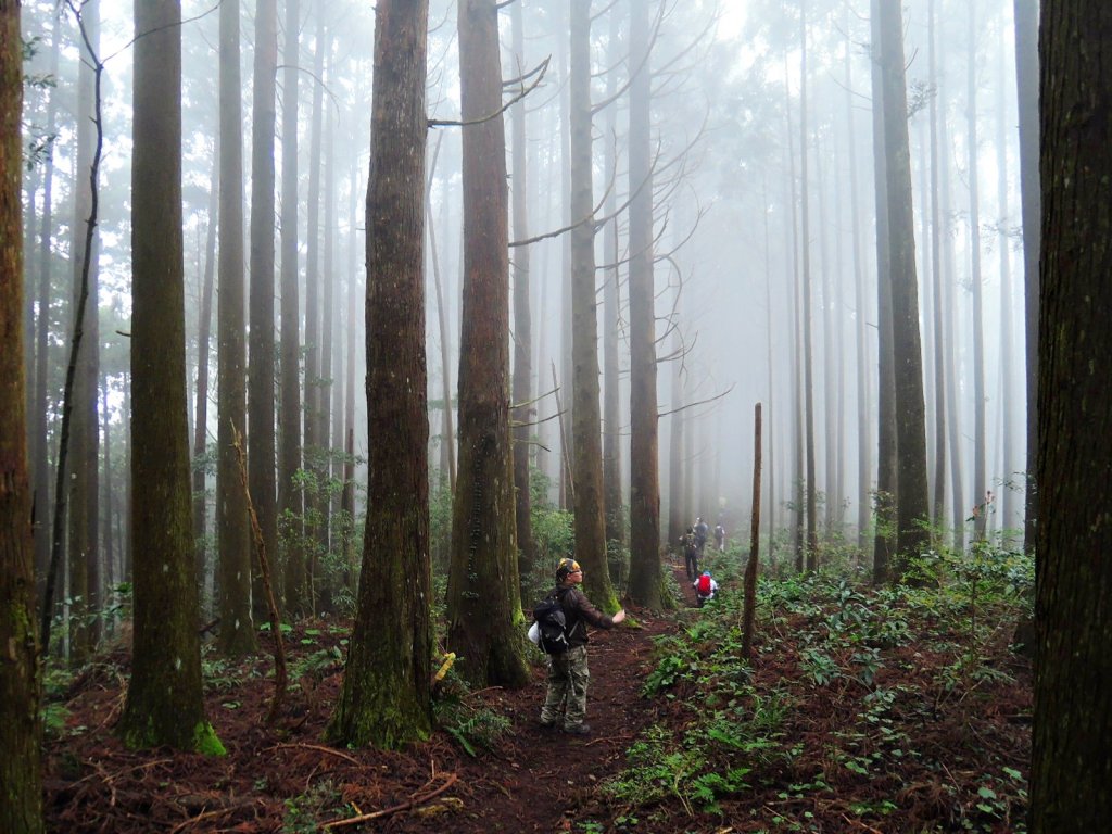 仙靈系~山不在高有仙則名。新竹苗栗中級山_647078