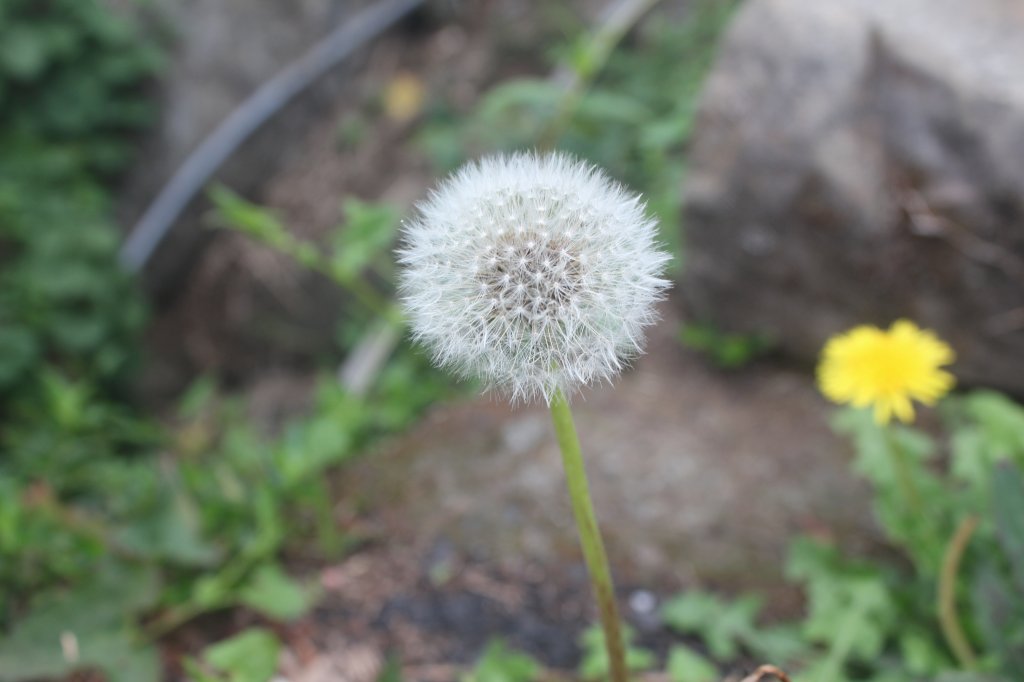 20230408嘉義縣頂石棹步道_2109457