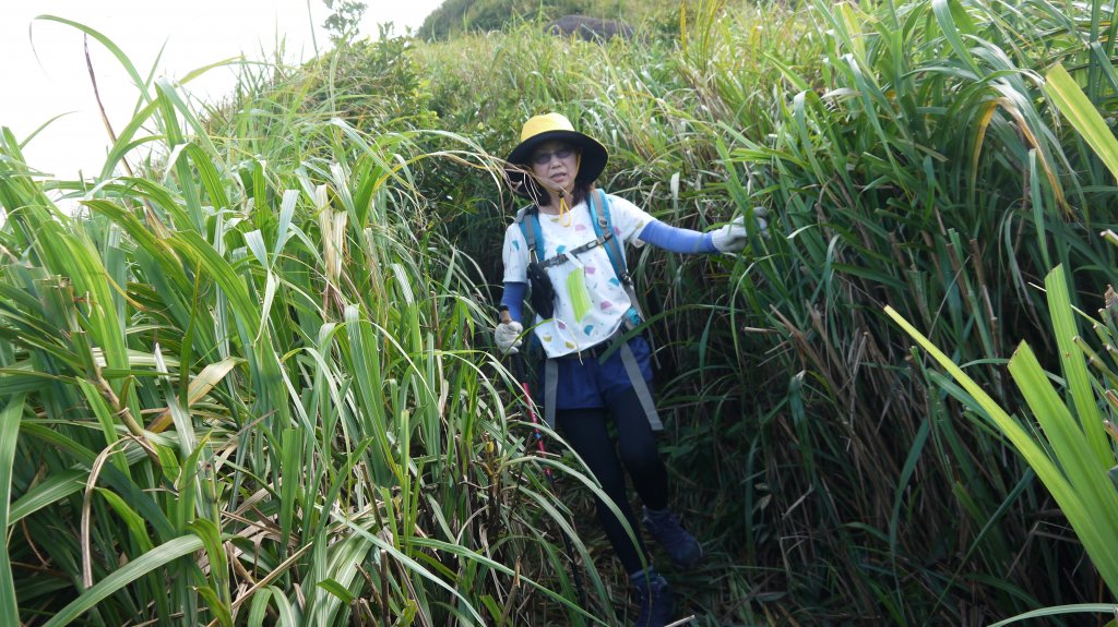 金瓜石黃金洞登山健行趣(郊山)_1519053