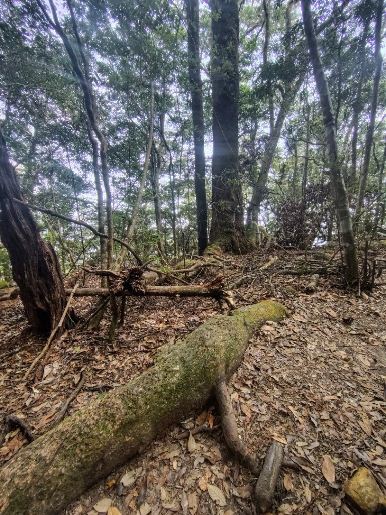 屋我尾山_2931477