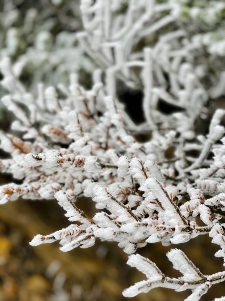 絕美銀白世界 玉山降下今年冬天「初雪」_1235924