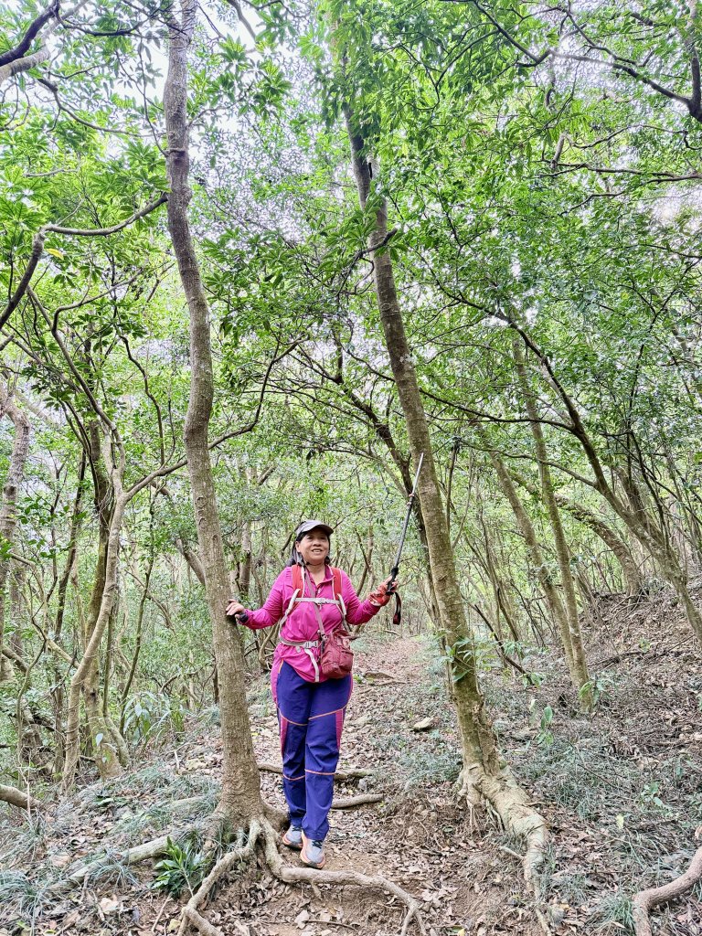 大漢林道登山趣(力里山.具馬奴山.崁頭窩山)  2026.3.28_3028034