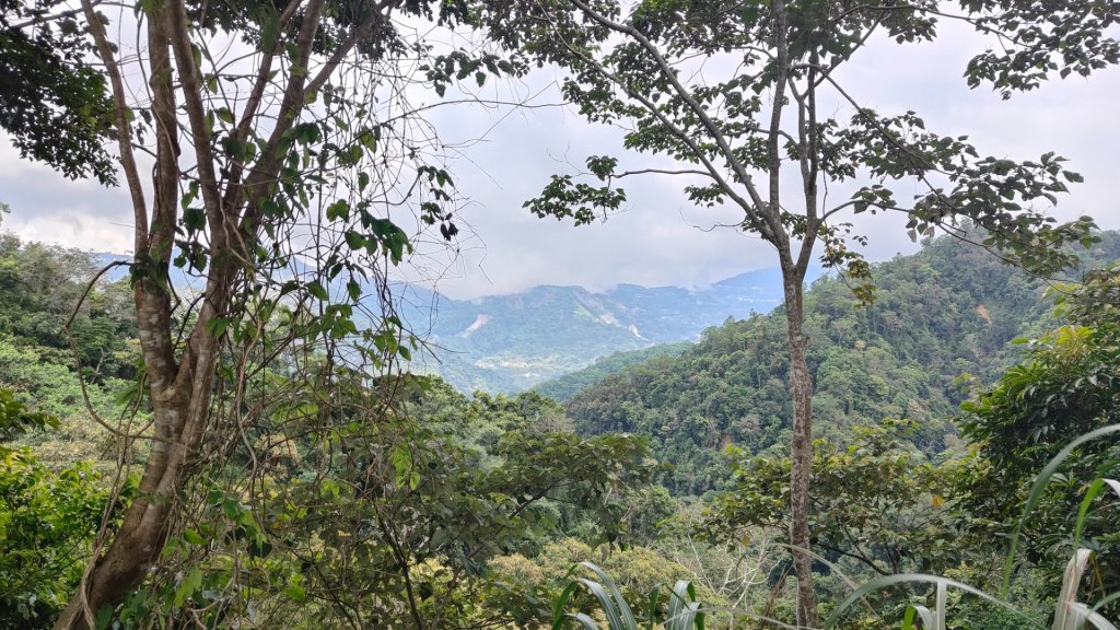 嚼嚼斯古道部落探勘鱉頭山~象山 2024年9月28日_2615668