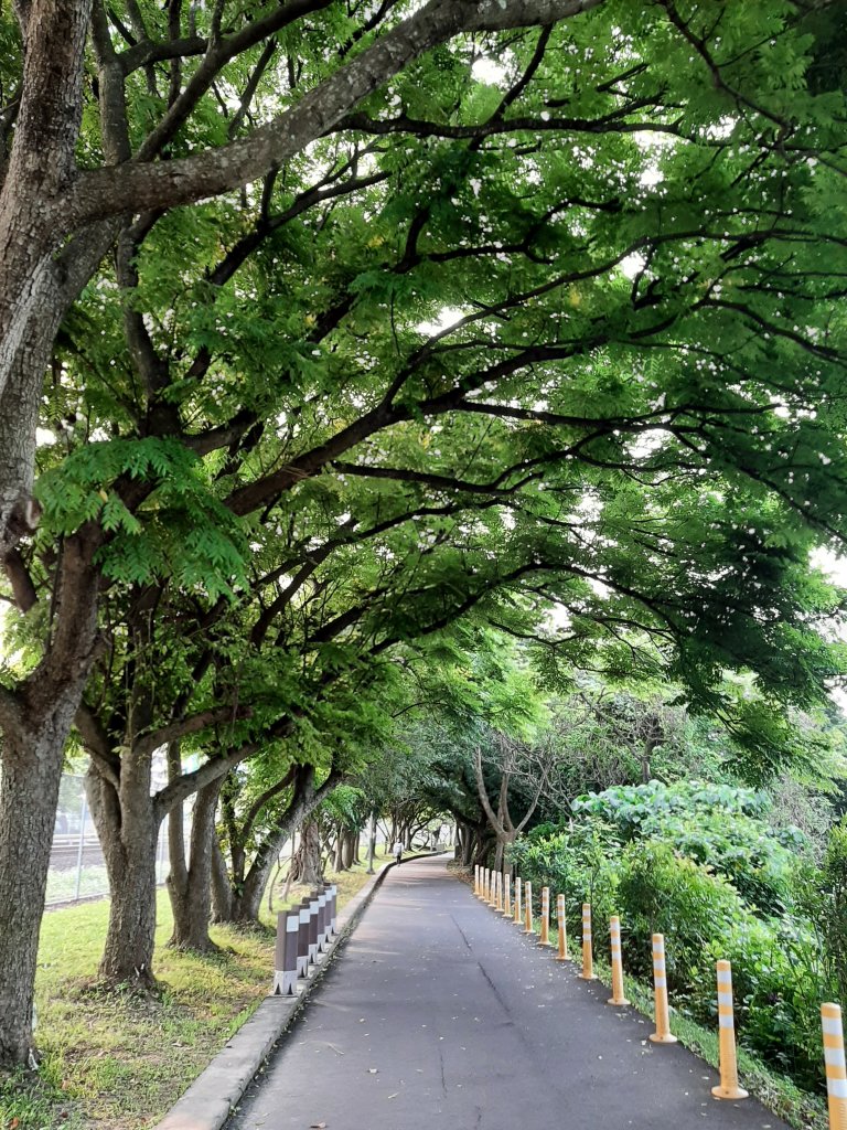 紅樹林生態步道 - 全臺最大的水筆仔森林_1334215