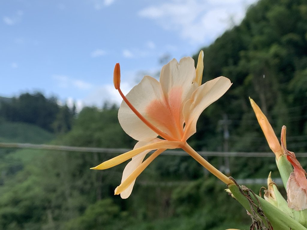 20250816嘉義鼠眉毛O繞_2864187