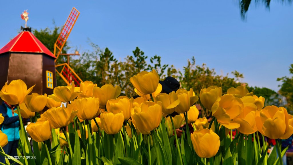 翡翠水庫壩頂&士林官邸鬱金香 2/17_2714024