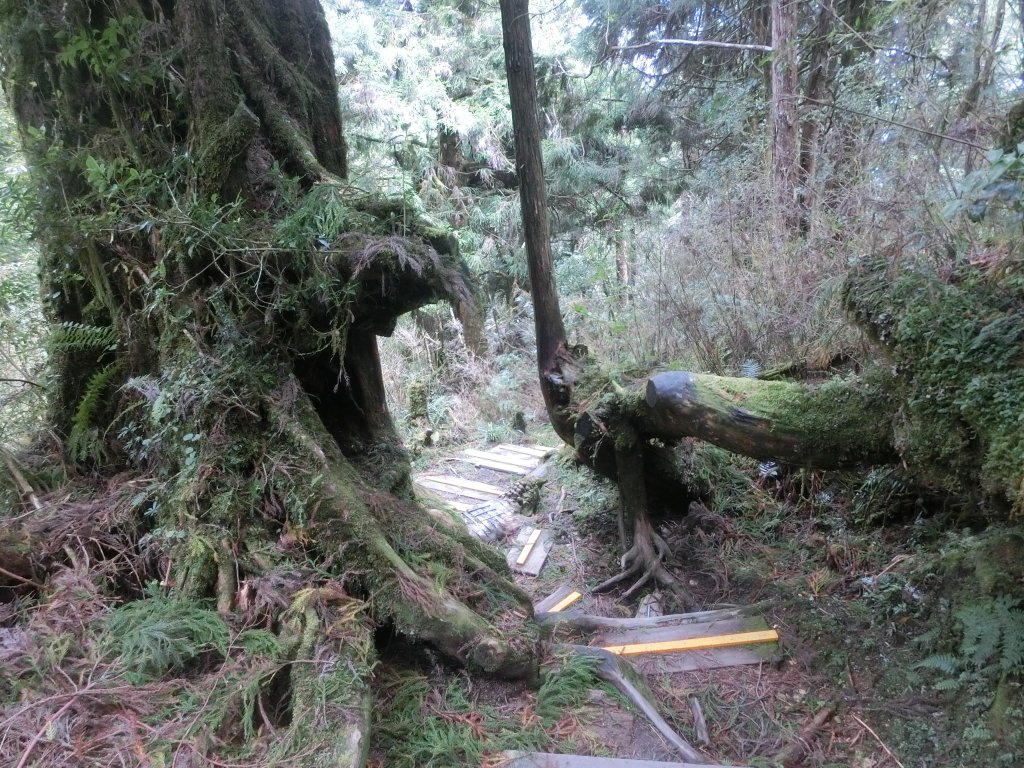 鐵杉林自然步道_672927