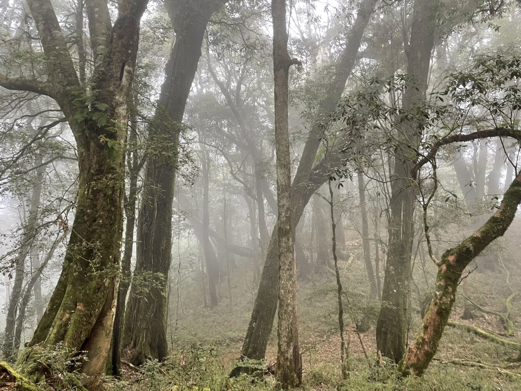 阿里山三霞 -- 楠梓仙溪左岸 南霞山_1497701