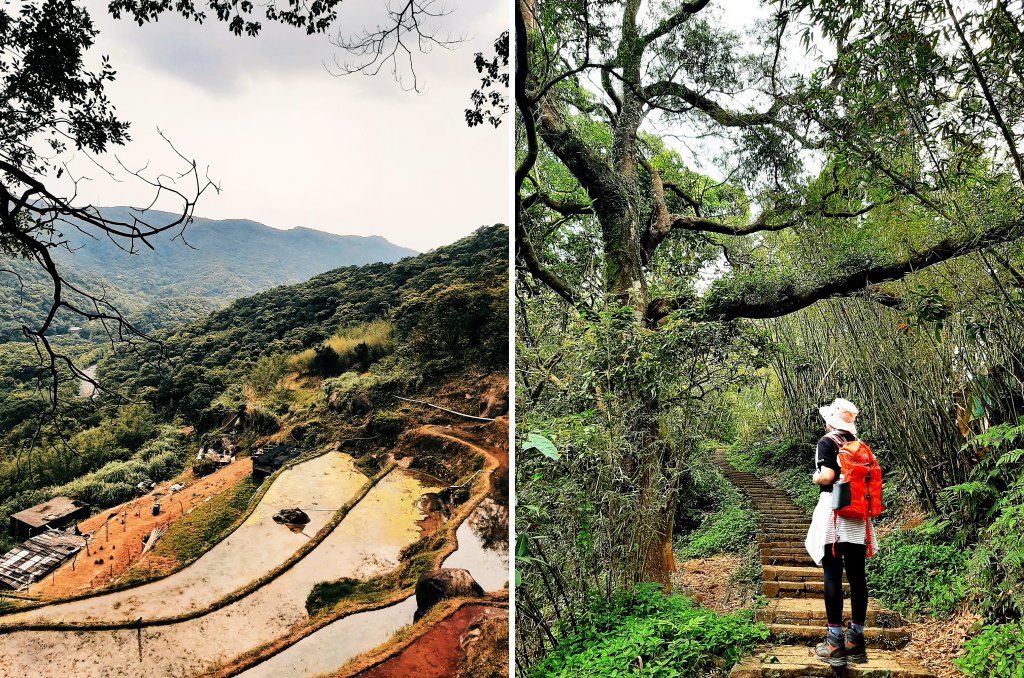 走遍陽明山：擎天崗系｜竹林小徑，遇見清幽潺潺溪流封面圖