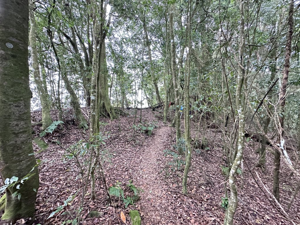 特富野古道到梯子板山_2468884