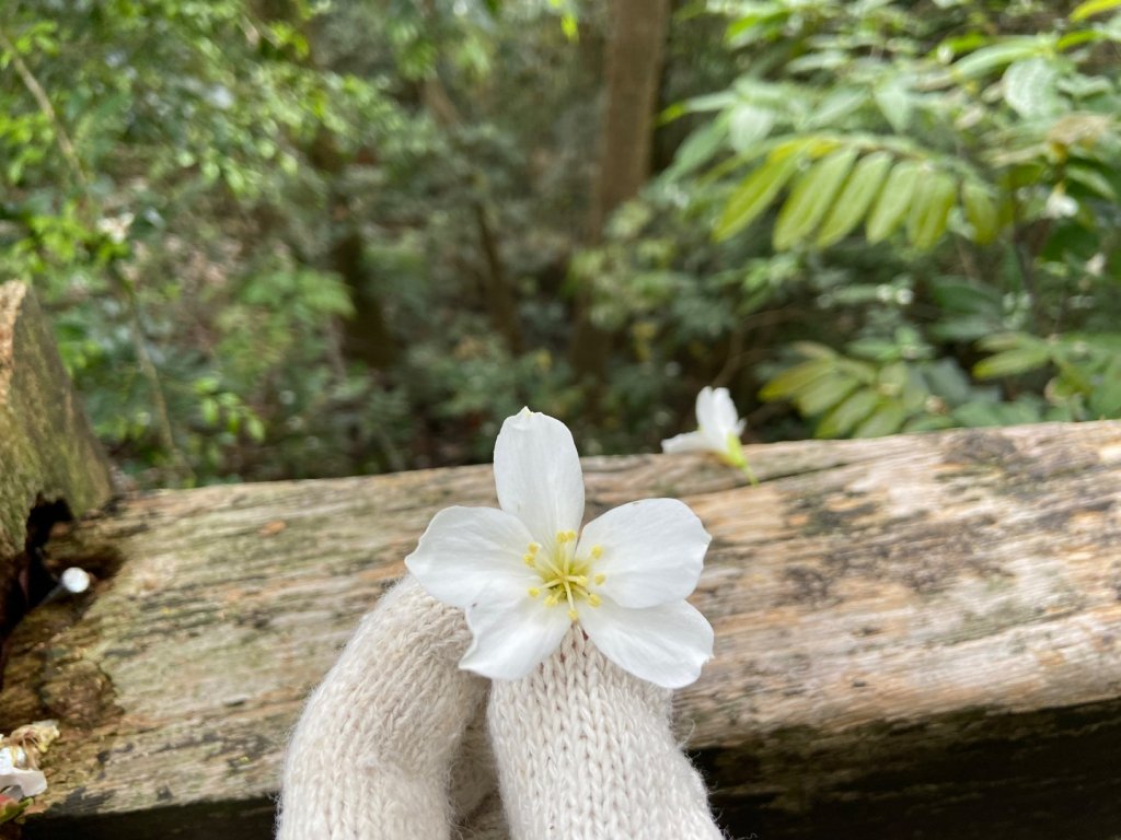 大坑2號原路來回_2130449