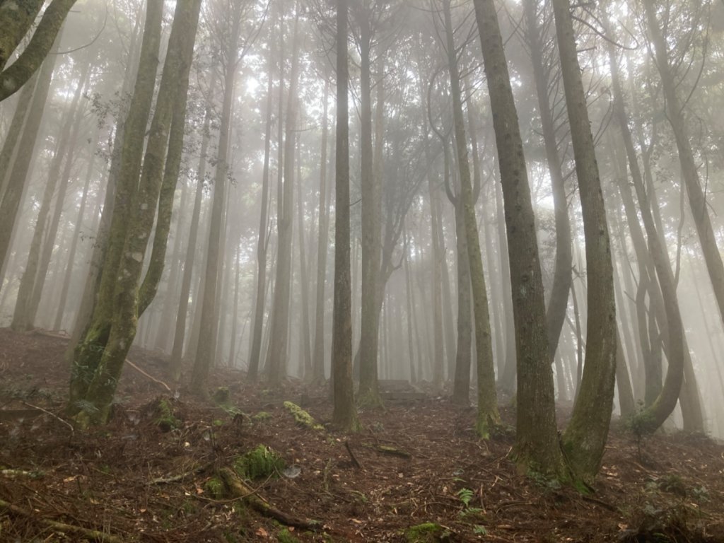 檜山巨木群森林步道_2316128