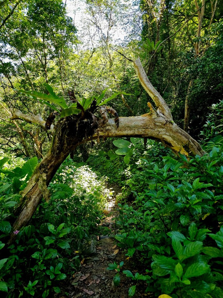 中坑古道(淡蘭中路)-新北市雙溪區_2886236