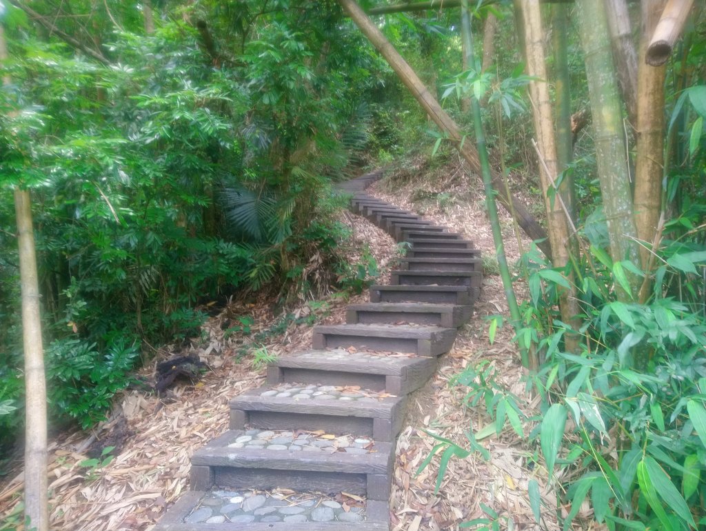 二坪山古道（土地公鞍古道）上下來回_969499