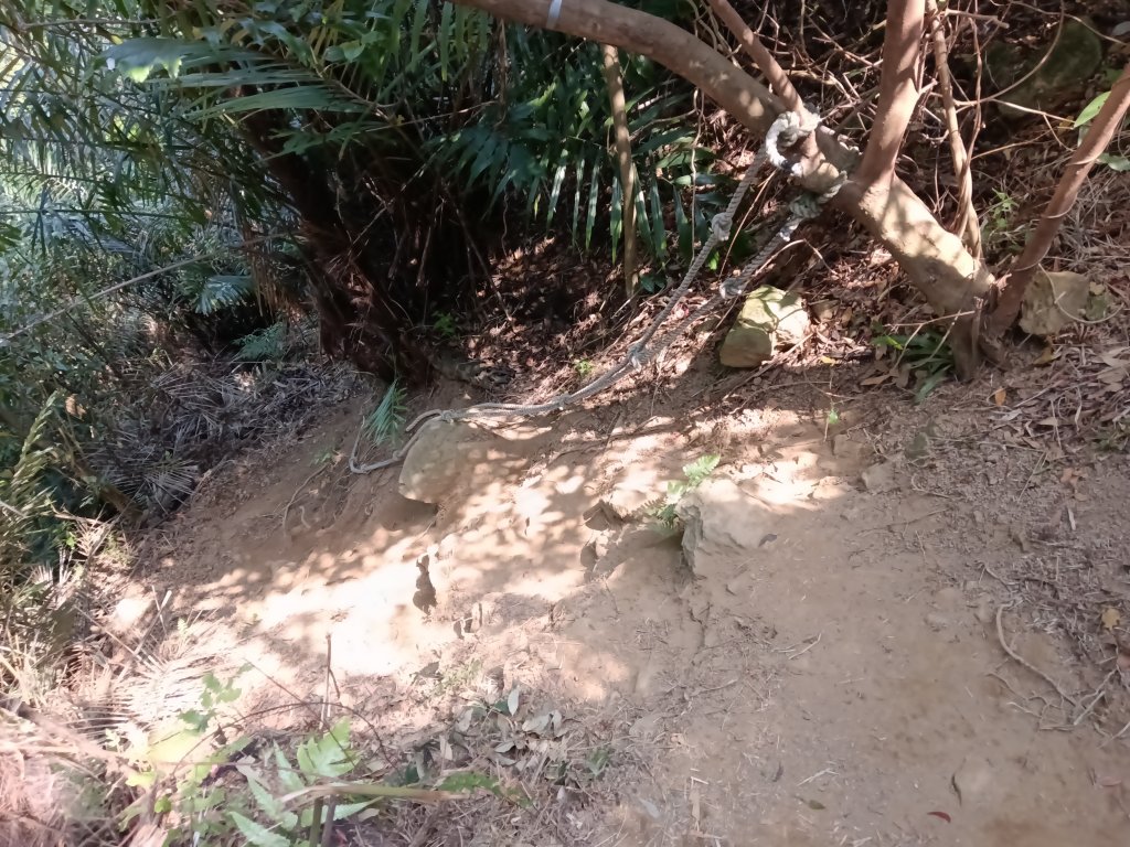 王公坑山血藤花_2746306