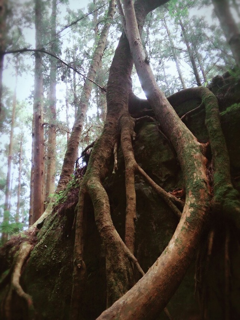 2017/09/16 加里山秋涼糞金龜_245584