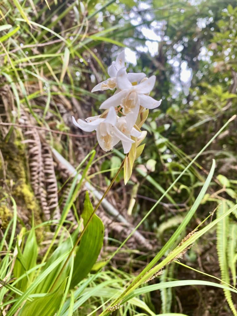 MT. KINABALU沙巴神山登頂記    2023/2/15-16_2041121