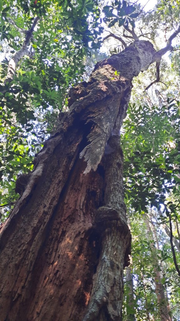 《新竹》斷崖神木｜北得拉曼步道小P繞20251017_2917462