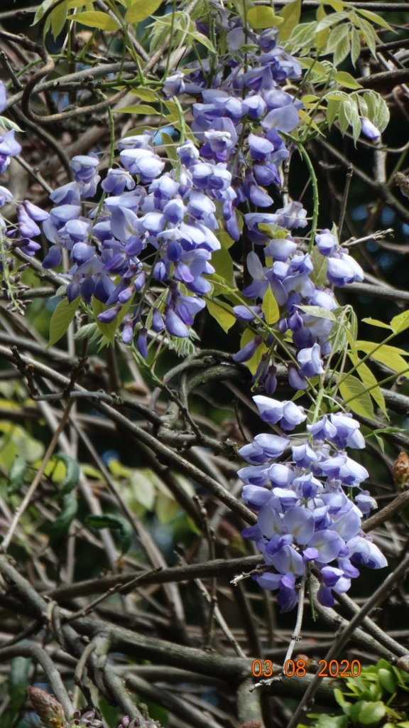 追花是簡單的快樂，賞花是恬淡的幸福。_871192