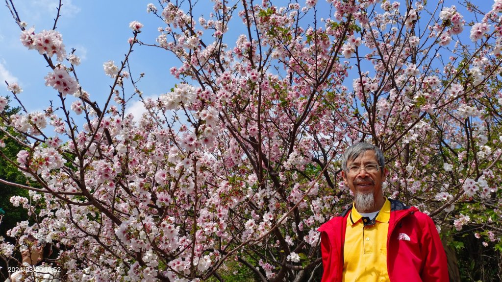 陽明山上墨染櫻大爆發_2457635