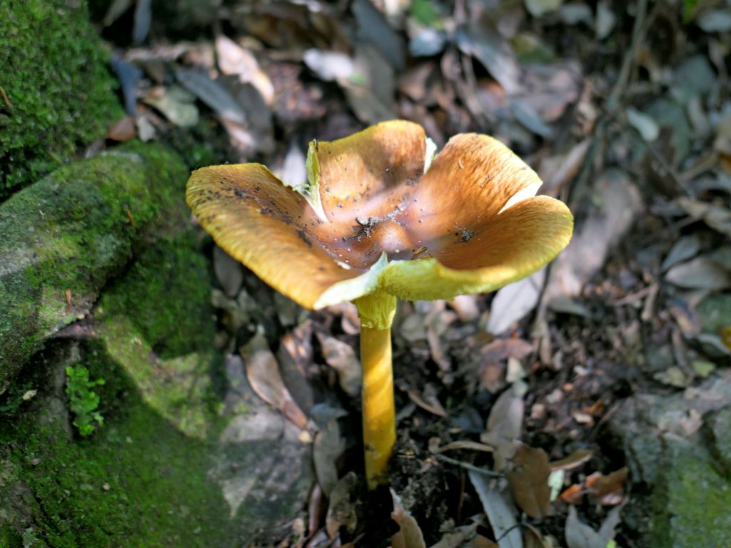 終於來登麗陽線屋我尾山2018/5/12_331828