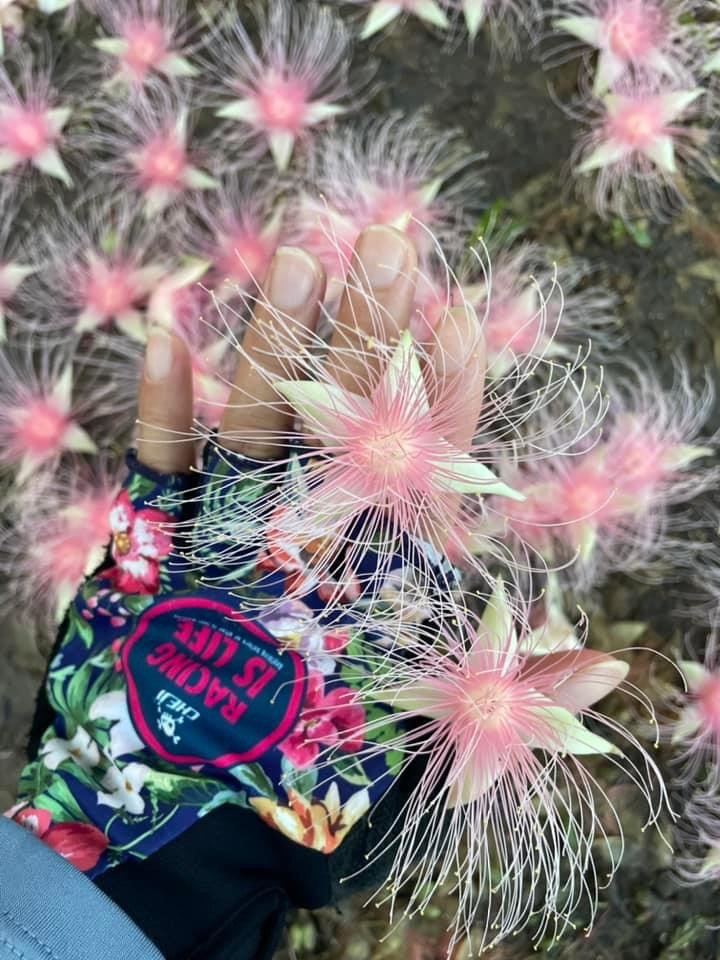 夜衝台大追ㄧ夜美人/穗花棋盤腳_2574180