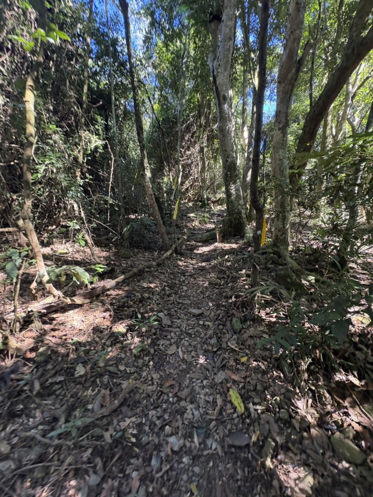 20251116鳴海山、網子山登山步道_2938353