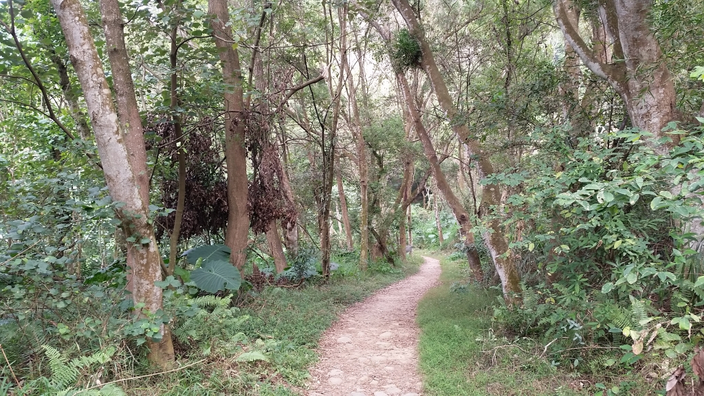 彰化縣田中鎮-田中森林登山步道_89975