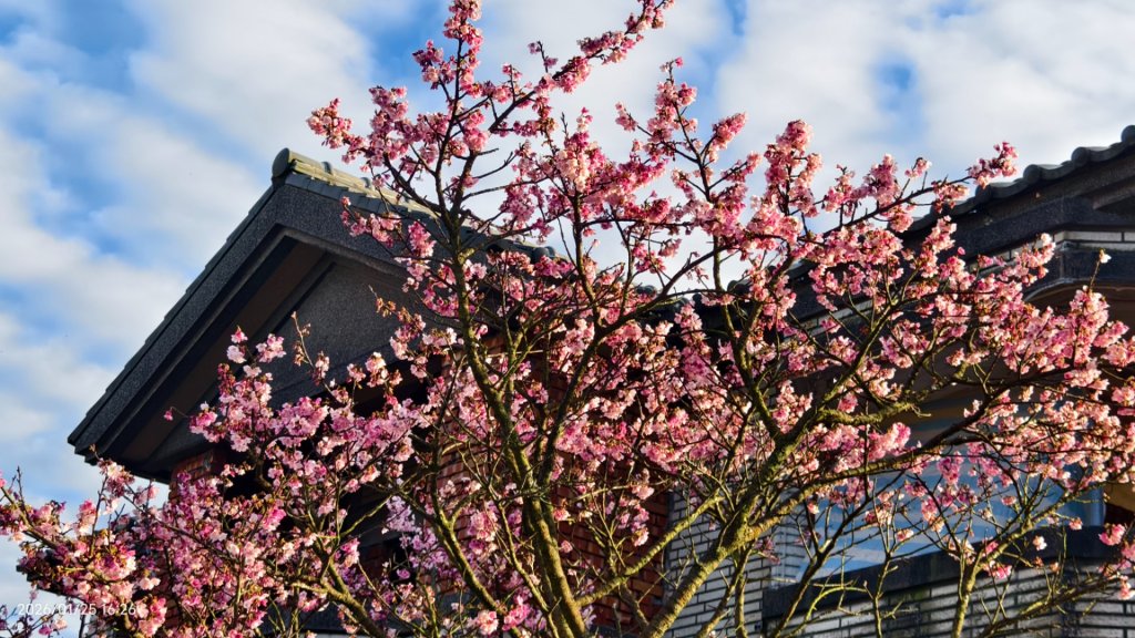 #平菁街 #鵝尾山梯田 #廣佑聖王廟 #寒櫻巷 #夕陽 1/24&25_2987690