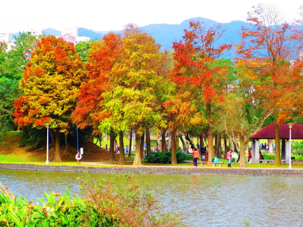 白鷺鷥山與大湖公園落羽松步道_235877