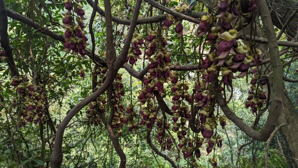 112.04.04王公坑山-烏塗窟山之開滿血藤花封面圖