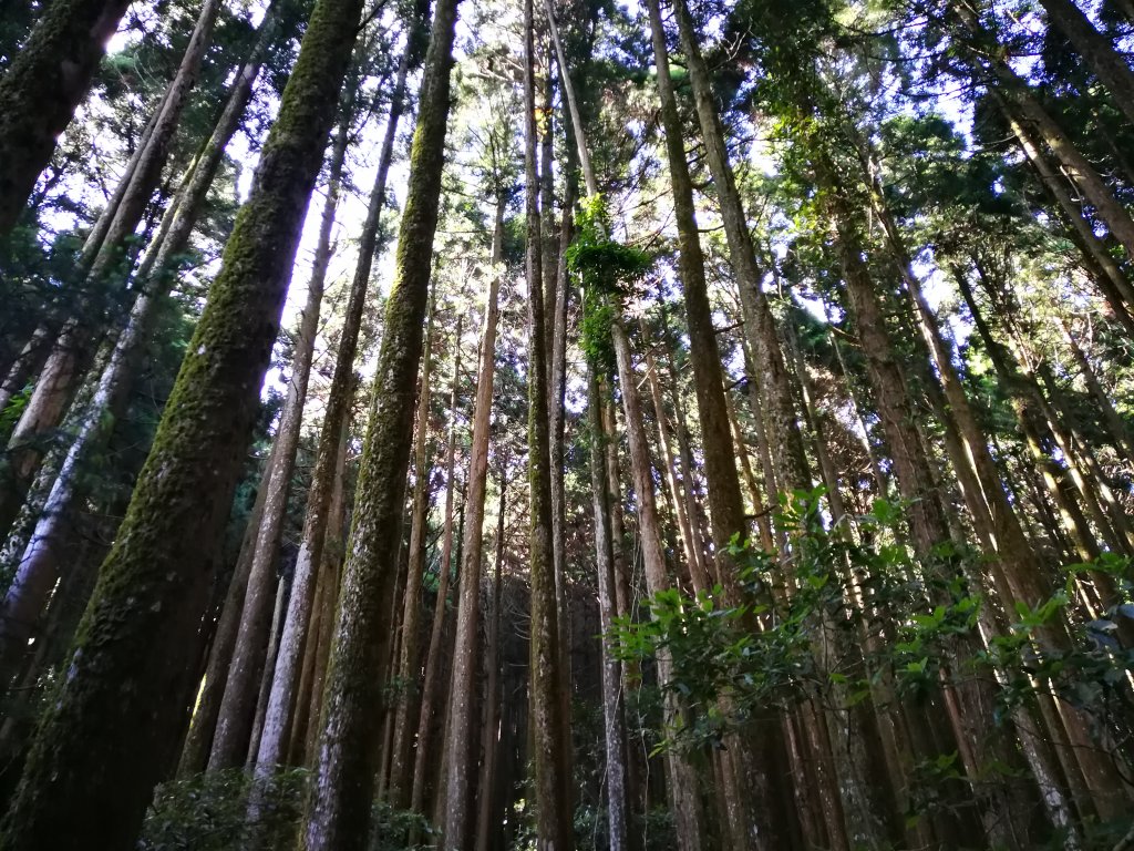 加里山107.05.19_691294