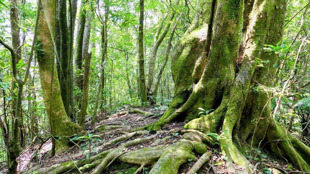 石古井,青林山,畝畝山,平溪子山_2854694