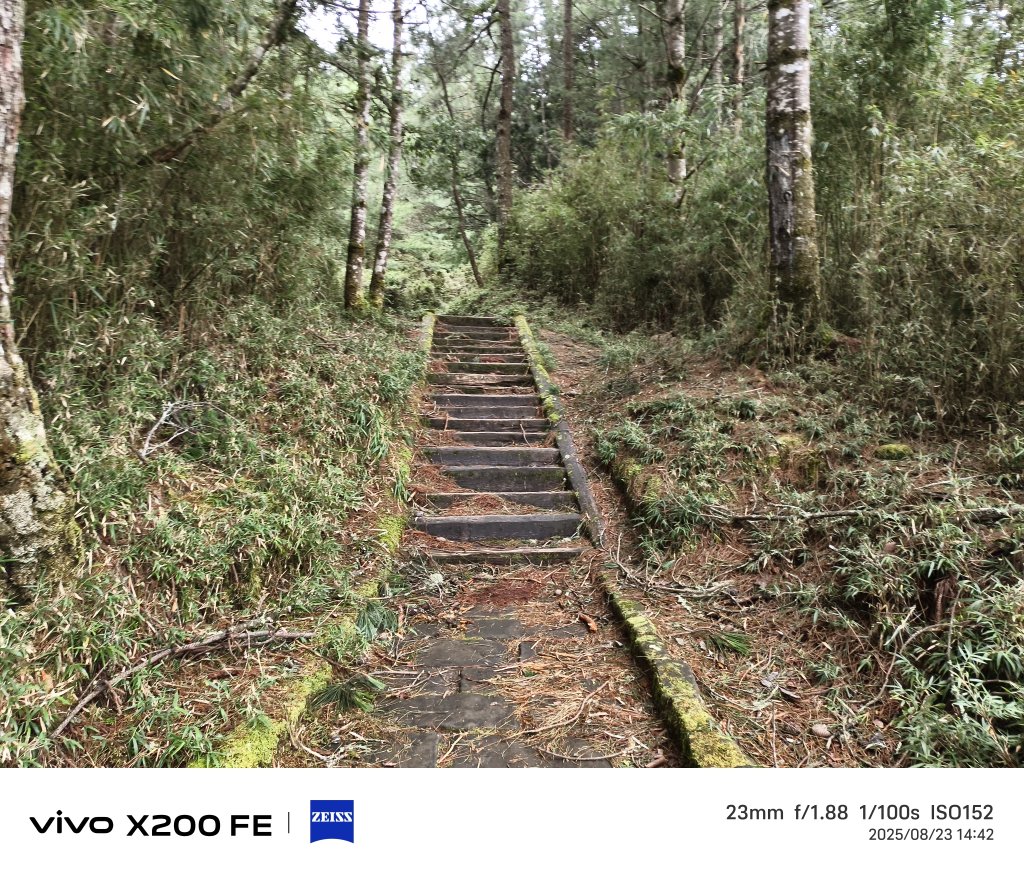 [玉山尋寶任務-05/12] 2025_0823 塔塔加步道(大鐵杉登山步道)_2869686
