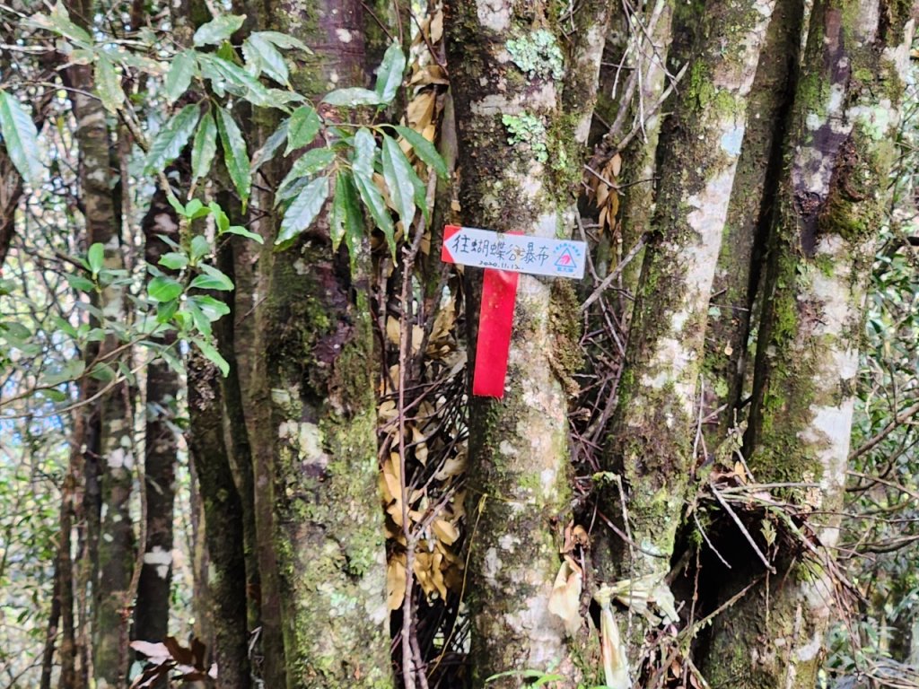 【中級山】谷關七雄八仙山_2745043