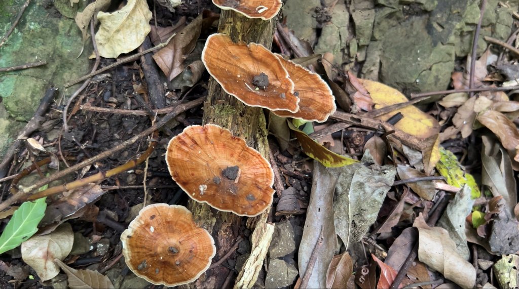 九份二山_2597569