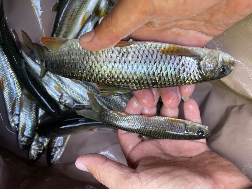 烏來加九寮溪-卡拉莫基清幽小秘境/釣魚💙_2595693