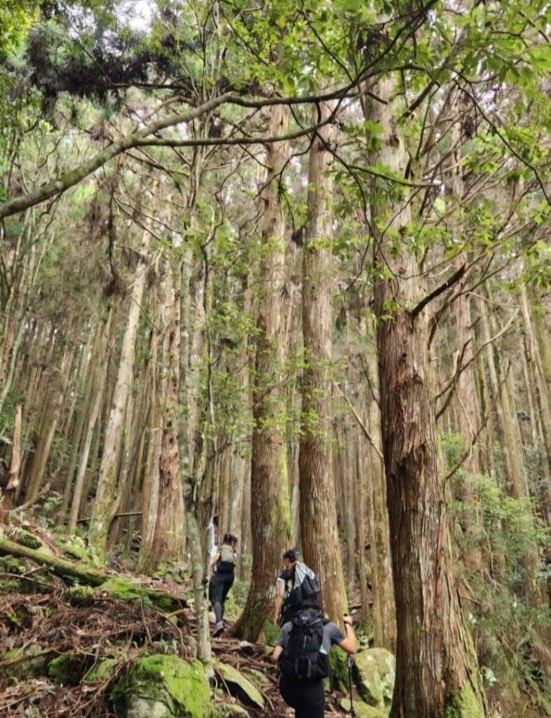 【中級山】五星級步道，谷關七雄馬崙山（八壯士進，斯可巴出）_2744952