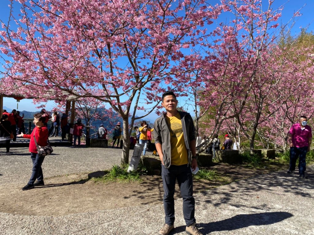 櫻之道.迷糊步道.福山古道.福山步道【全民一起瘋櫻花】封面圖