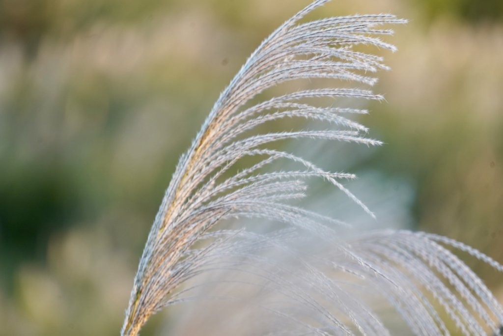 【金瓜石】漫山芒花怒放浪漫，礦山藍海奇景夢幻！_2964336